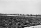Fyndplatsen för Svartarpsfyndet 1938.