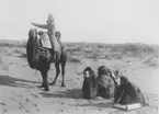 Kamelryttare i området kring Astrachan.
Bilden ingår i två stora fotoalbum efter direktör Karl Wilhelm Hagelin som arbetade länge vid Nobels oljeanläggningar i Baku.