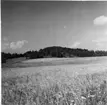 Lövberga gods. Varkullen. Foto 1954 taget från banvaktsstugan c:a 400-500 m. sydväst om Varkullen.