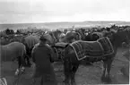 Hästtorget, Hästbacken, marknad. Omkr. 1910 kunde efter en marknadsdag 100 - 125 järnvägsvagnslaster kreatur avsändas från Falköping till olika delar av landet och till utlandet. Uppköpare hade kommit även från Norge, Danmark och Tyskland främst för att köpa ardennerhästar.