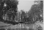 Göta Kanal. Parti vid Forsvik.