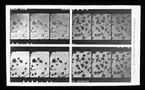 Skioptikonbild från Institutionen för fotografi vid Kungliga Tekniska Högskolan. Använd av professor Helmer Bäckström som föreläsningsmaterial. Bäckström var Sveriges första professor i fotografi vid Kungliga Tekniska Högskolan i Stockholm 1948-1958.
Mikrofotografi över silverbromidkristaller före och efter framkallning.
För mer info se: Bäckström, Helmer. Fotografisk Handbok. Natur och Kultur. Stockholm. 1942. s. 290.