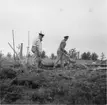 Resning av telefonstolpar i Lappland 1952.