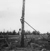 Resning av telefonstolpar i Lappland 1952.