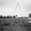 Resning av telefonstolpar i Lappland 1952.