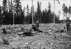 Gyttorps krutbruk. Efter sprängningen. Stubben uppkastad och sönderdelad.