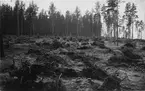 Stubbbrytning vid Guldsmedshyttan, Lindesbergs landsförsamling, Västmanland.