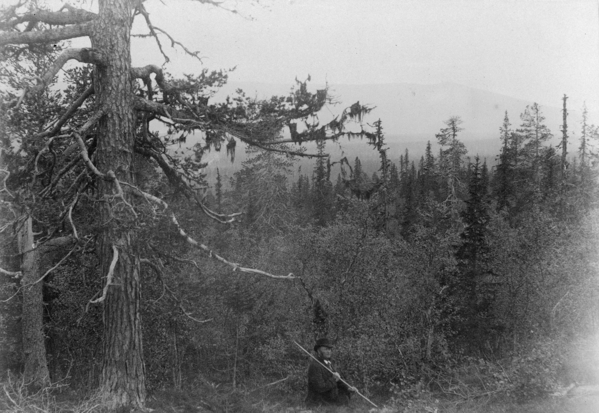 (Gällivare) Gellivareresan 1890. "Gellivara. En "pessimist" på sin vakt. Utsikt mot Dundret (Tunturi)".