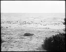 Skioptikonbild från institutionen för fotografi vid Kungliga Tekniska Högskolan. Motiv föreställande strand. Bilden är troligen tagen av John Hertzberg.