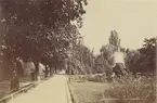 Ur album: Utländska Resan 1890. Parken Die Promenade i Baden-Baden, Tyskland.