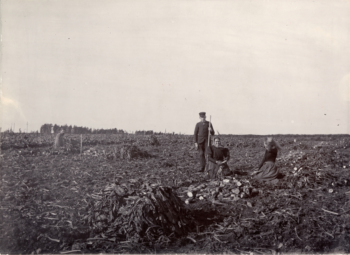 Bild ur fotoalbum tillhörande Ansgar Betulander. Skördning av betor.
