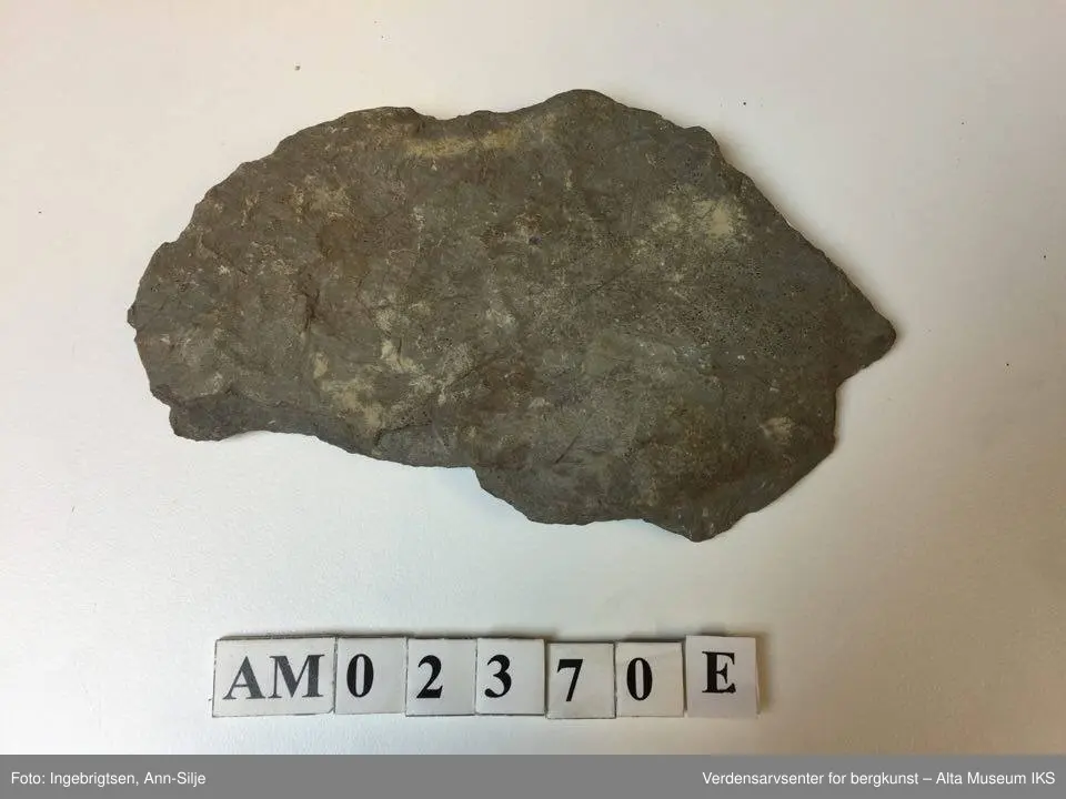 Fossiler på ulike sorter steinarter. Noen av fossilene er sorte avtrykk - kull?
