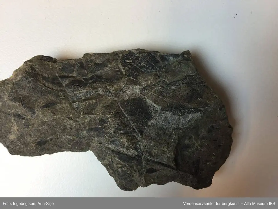 Fossiler på ulike sorter steinarter. Noen av fossilene er sorte avtrykk - kull?