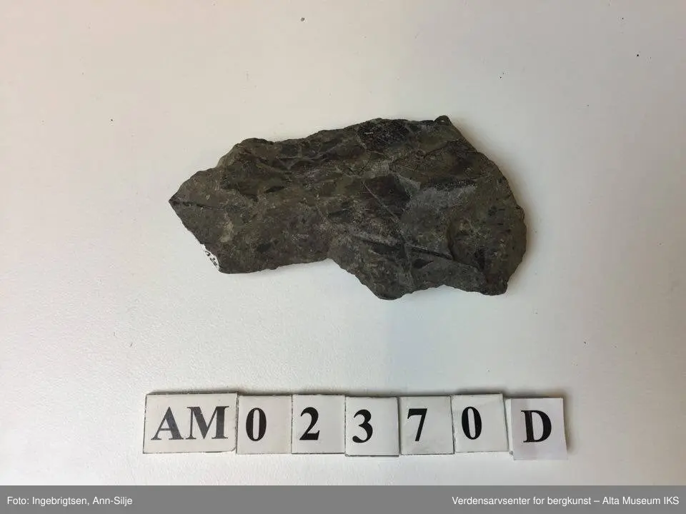 Fossiler på ulike sorter steinarter. Noen av fossilene er sorte avtrykk - kull?
