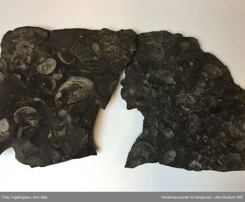 Fossiler på ulike sorter steinarter. Noen av fossilene er sorte avtrykk - kull?