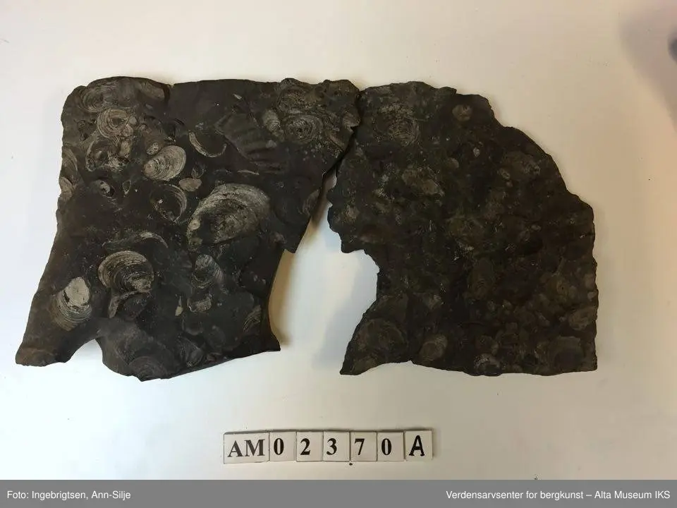 Fossiler på ulike sorter steinarter. Noen av fossilene er sorte avtrykk - kull?