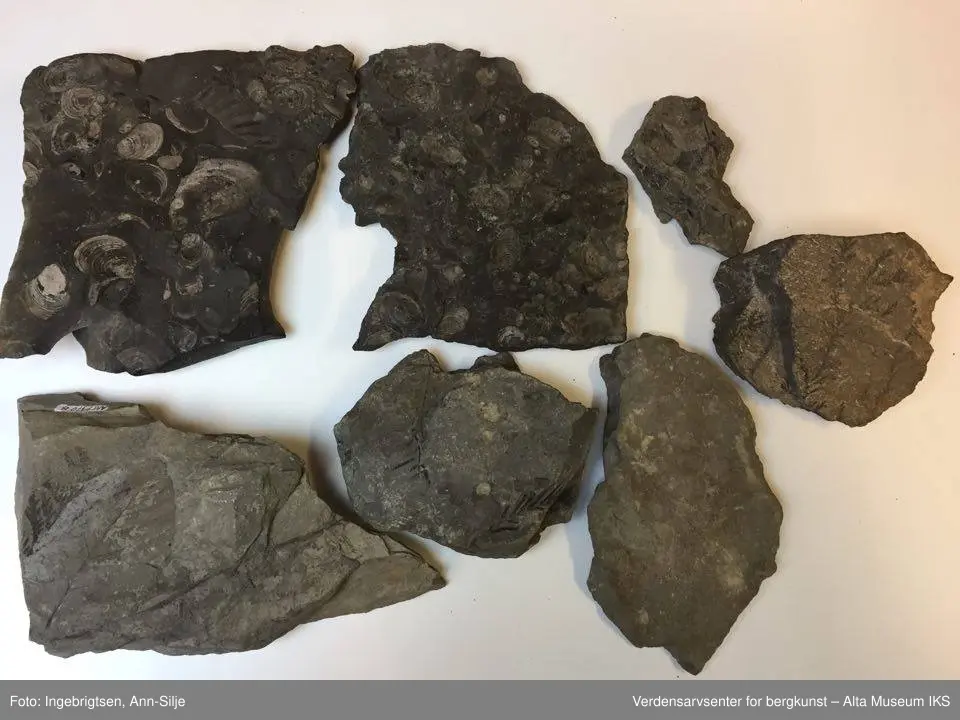 Fossiler på ulike sorter steinarter. Noen av fossilene er sorte avtrykk - kull?