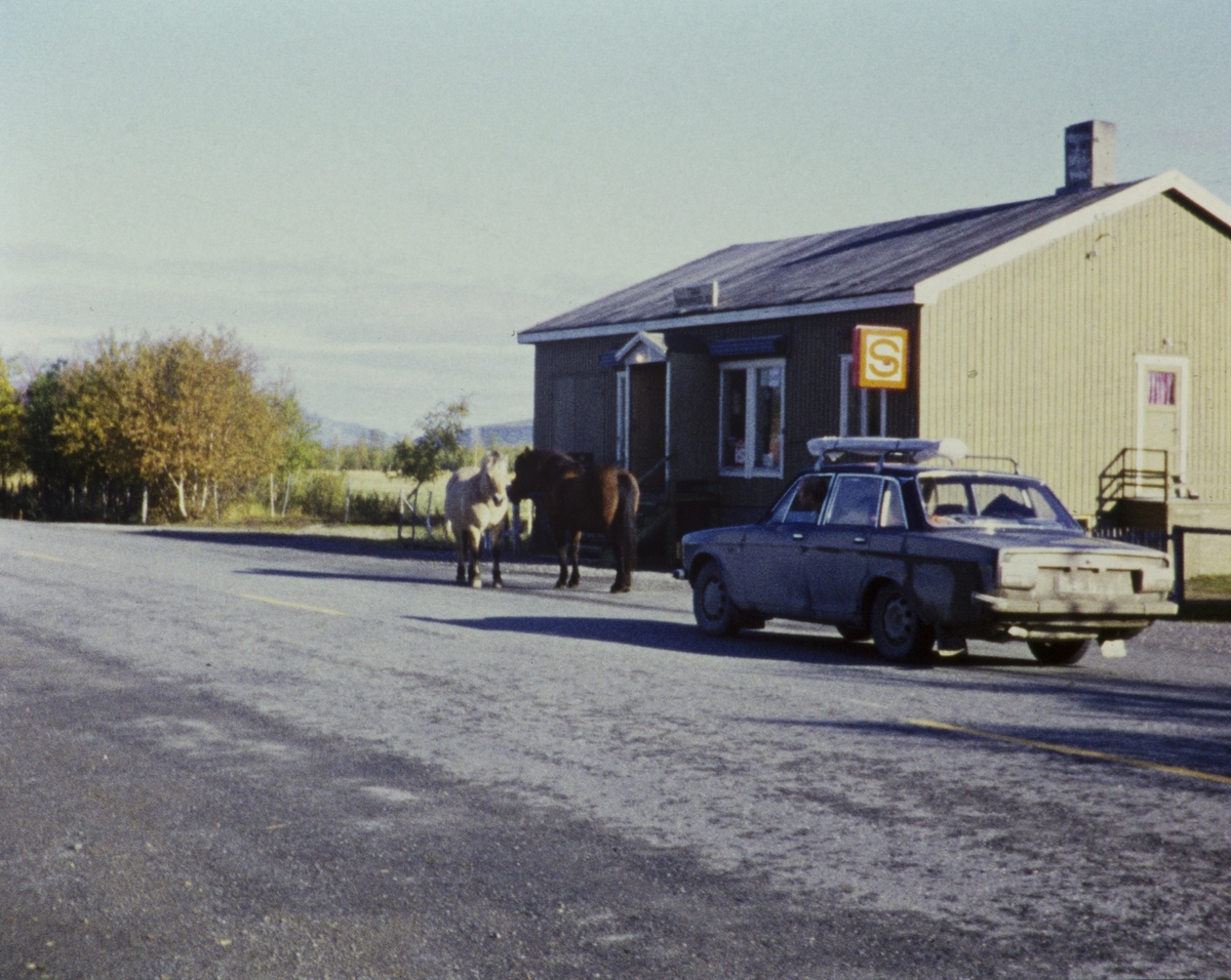 To hester og en Volvo utenfor Samvirkelag.
