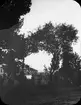 Skioptikonbild med motiv av promenadstråket/ parken Paseo del Salon i Granada.
Bilden har förvarats i kartong märkt: Granada 1910. Granada 9. N:8. Text på bild: 