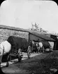 Skioptikonbild med motiv av jordtransport i Dinkelsbülh. Oxar dragande kärror med jord.
Bilden har förvarats i kartong märkt: Resan 1911. Dinkelsbühl 9. VI.