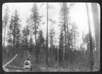 Skogsbilder från Ljördalen.
Blädning (1911) vid Faxen.