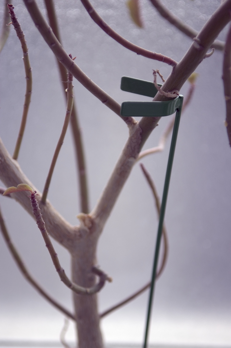 Blomstöd av metall, för höga blommor som behöver stöd, med flyttbara hakar som man fäster om blommans stjälk.