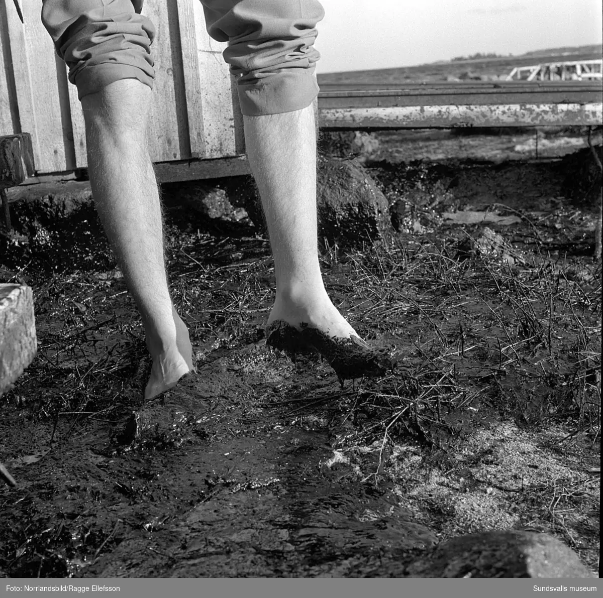 Oljeskadad kust vid Havstoviken och Spikarna på Alnö efter den norska oljetankern Gogstad som strandade och bröts sönder vid Bremö kalv den 1 december 1964.