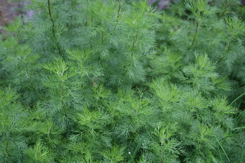 Abrodd fra Odalen (Artemisia abrotanum)