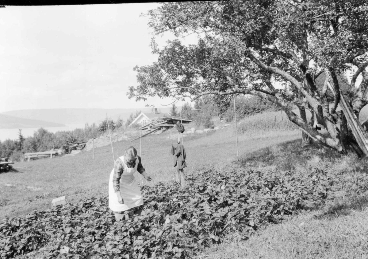 Jordbæråker på Grimsrud ved Randsfjorden.