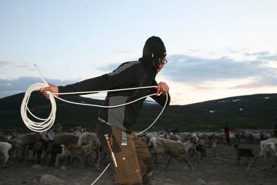 A man throwing a lasso at a herd og reindeer