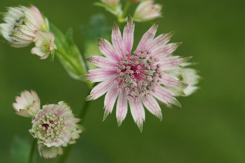 Stor stjerneskjerm (Astrantia major)