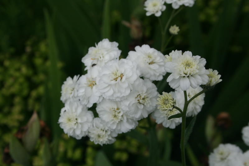 Fylt nyseryllik (Achillea ptarmica 'Flore Pleno')