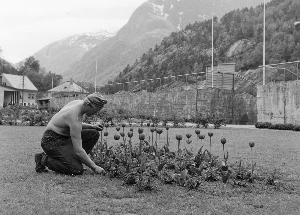 Gartnar luker i tulipanbed aust for Odda stadion