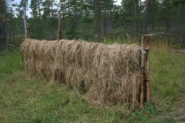 Høy henger på hesjer.