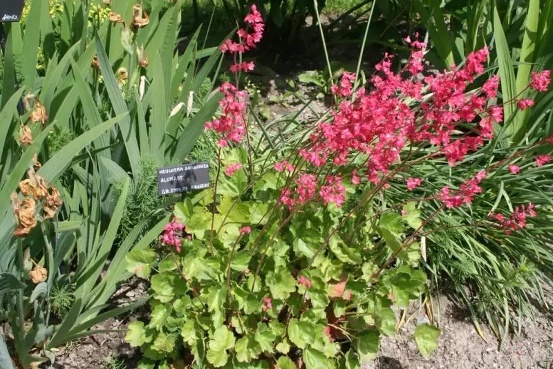 Purpuralunrot (Heuchera sanguinea)