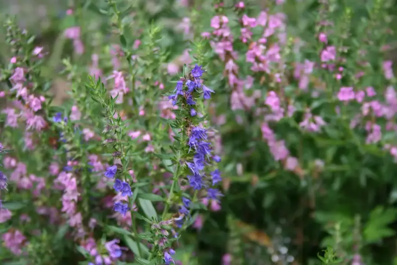 Isop (Hyssopus officinalis)