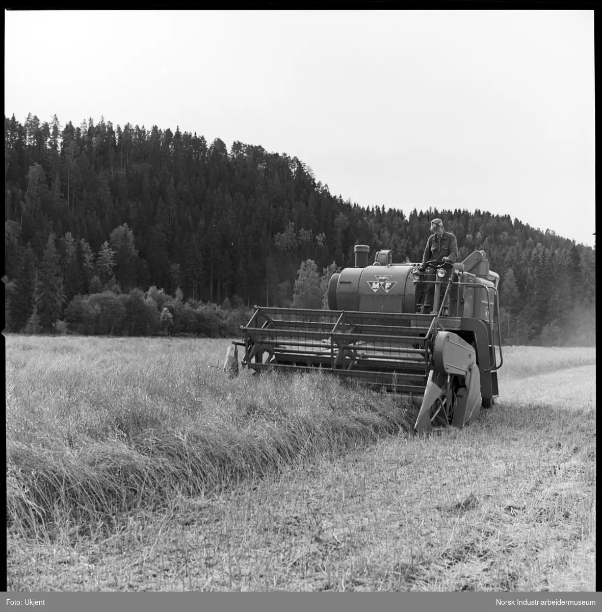 Driftsbilde fra landbruk. Skurtresking av oljevekster, stein.