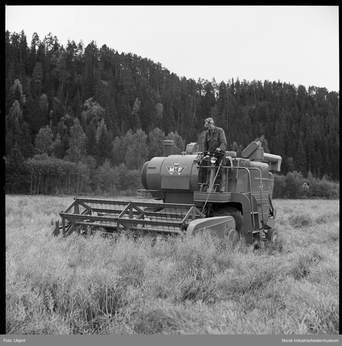 Driftsbilde fra landbruk. Skurtresking av oljevekster, stein.