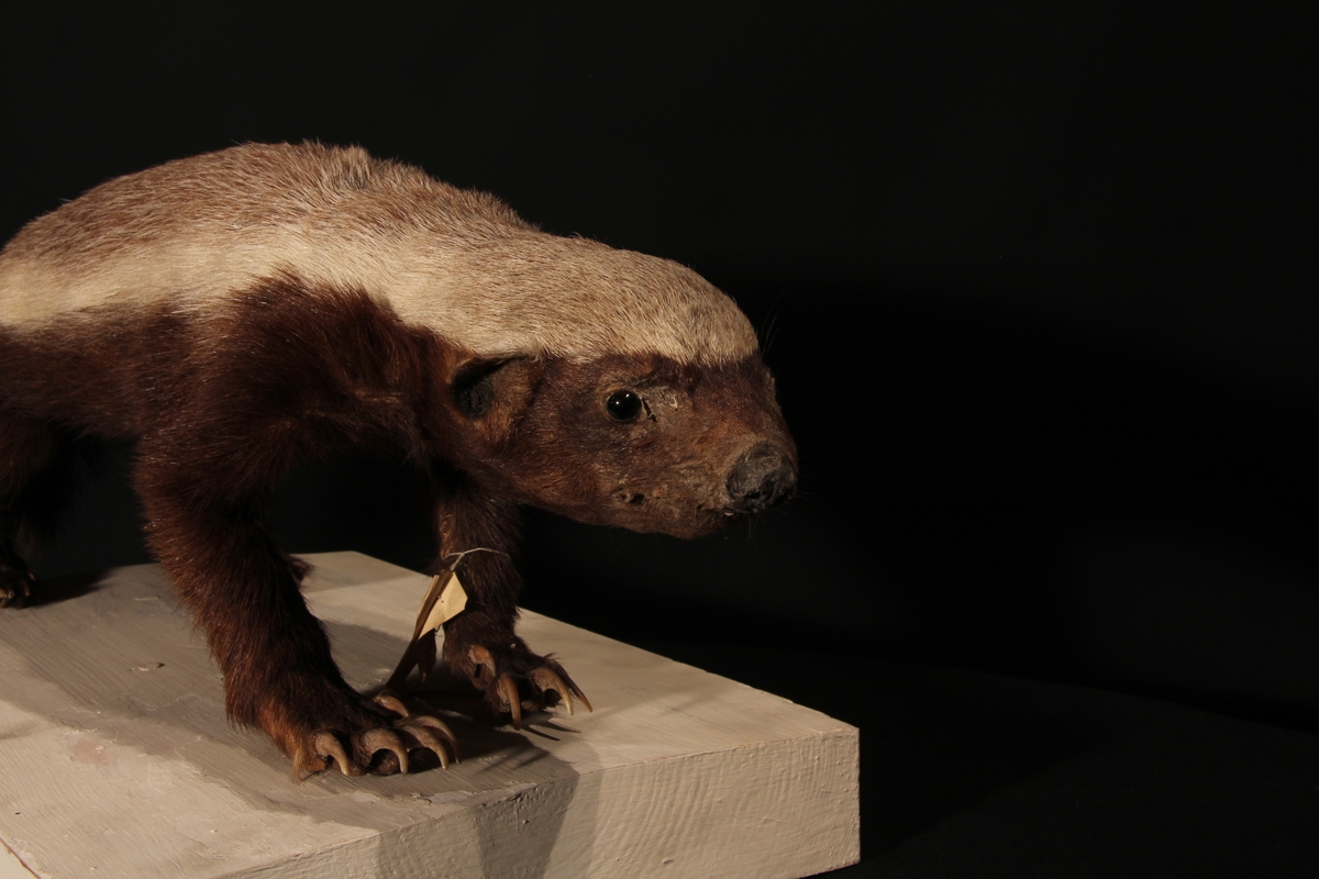 Vänersborgs museum. Afrikanska fågelsalen, honungsgrävling.