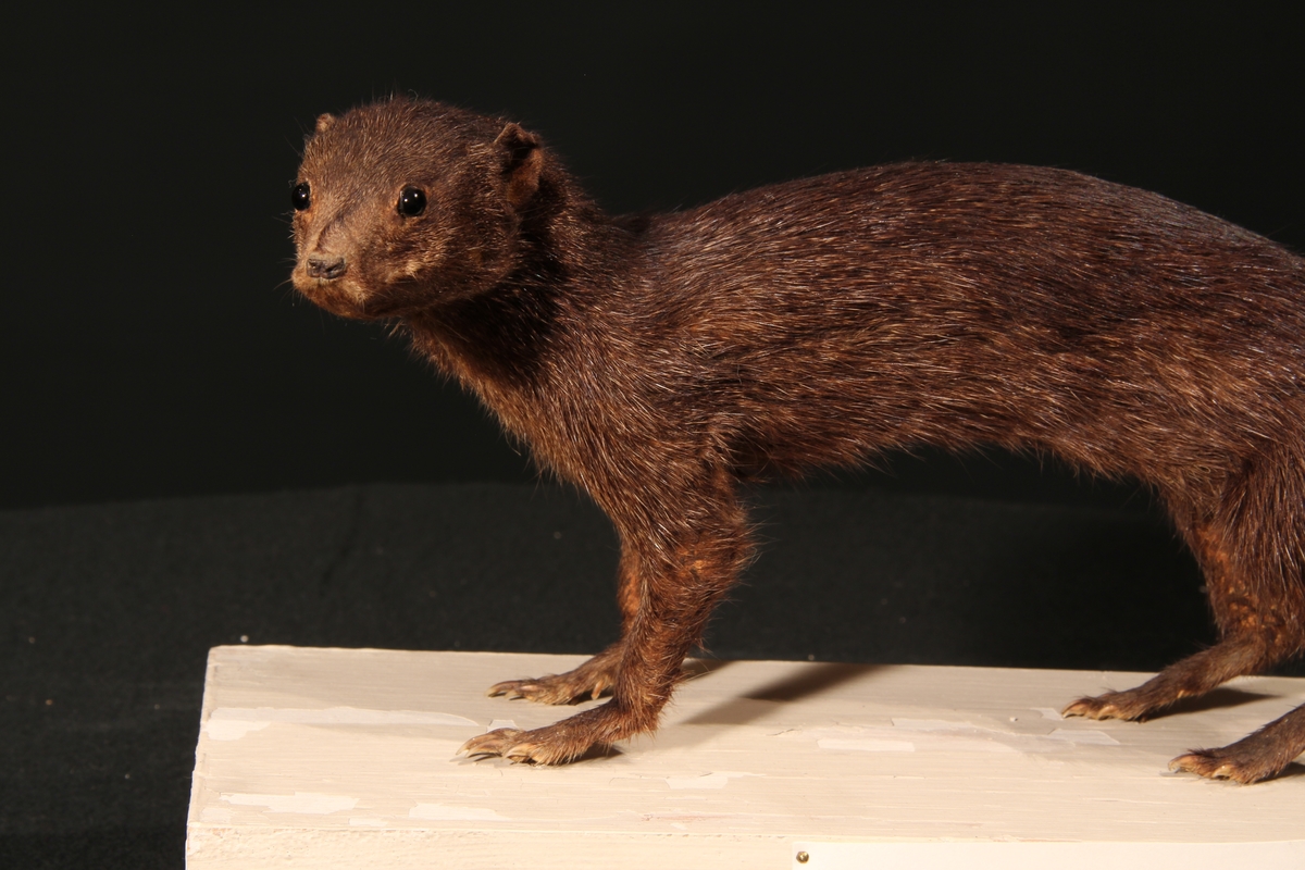 Vänersborgs museum. Afrikanska fågelsalen, dvärgmungo.