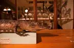 Vänersborgs museum. Nordiska djursalen, alligator.