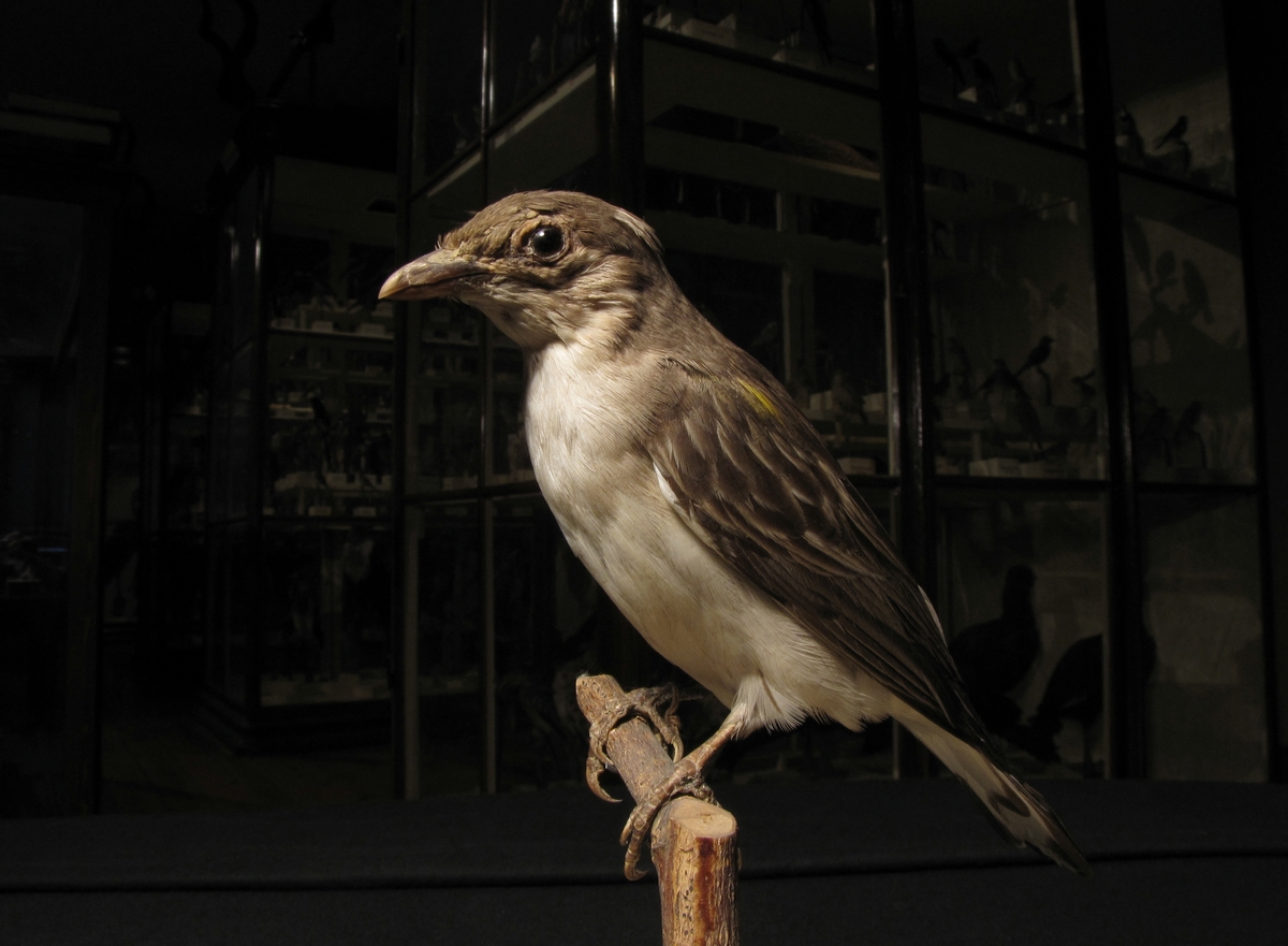 Vänersborgs museum. Afrikanska fågelsalen, honungsvisare.