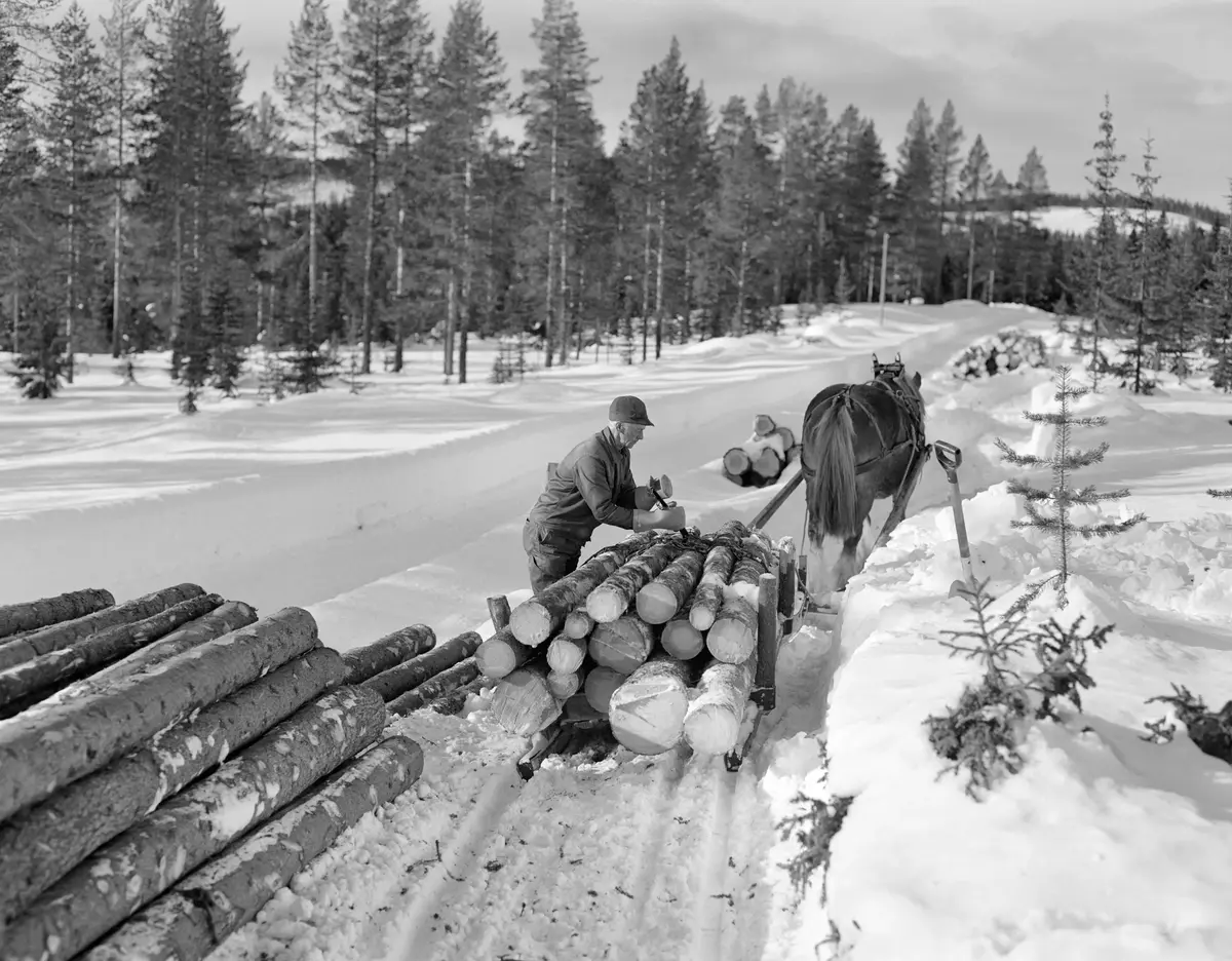 Hest trekker tømmerlass i dypsnø