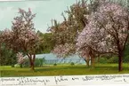 Råbäck, Kinnekulle. Råbäcks trädgård, när fruktträden blommar (färglagd bild).
