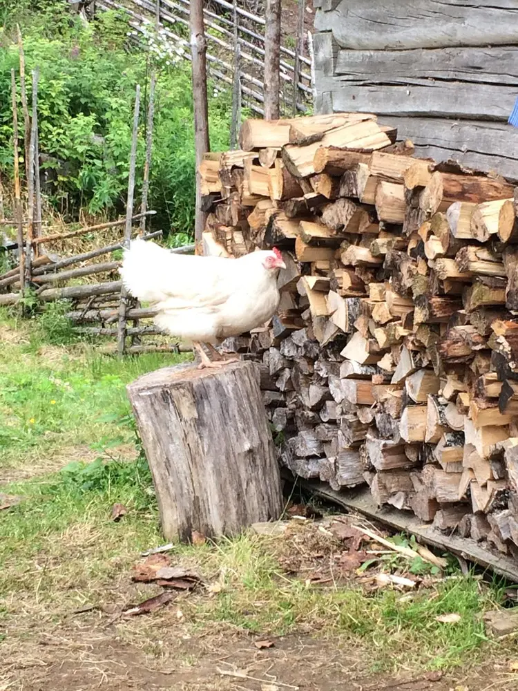 Høna i setra. Høna står på en stubbe.
