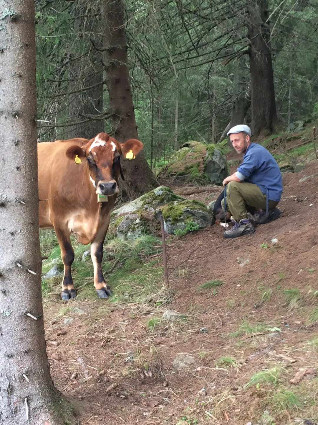 Ku og sveiser i skogen. Å tilbringe sommeren i skogen er fint for både ku og kar.