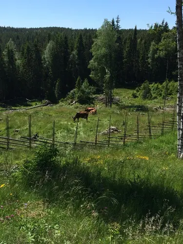 Utsikt over setervangen og kyr på sommerbeite.