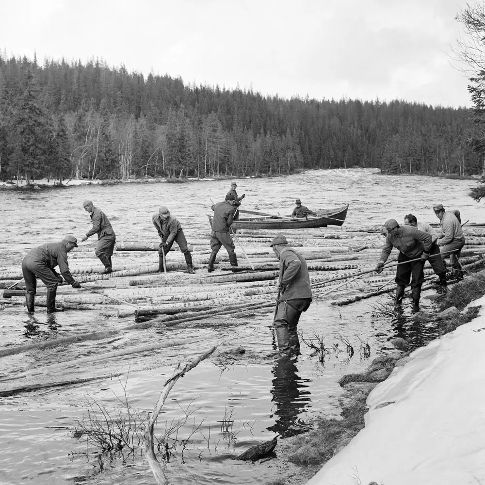 Flere menn står i elva og langs elvekanten. Alle har tømmerhaker og sorterer tømmeret. I elva er det også en mann i en robåt.