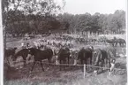 Livregementets husarer. Husarlägret på Sanna hed. Bivack vid Medevi 1895.