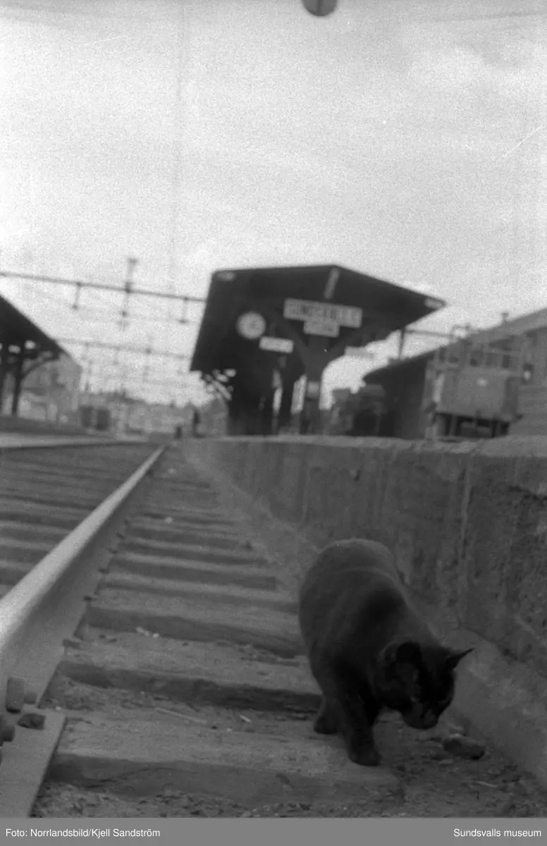 Katten Englund var en välbekant syn vid Sundsvalls centralstation under några år i slutet av 1950-talet. Den stora svarta hankatten hade på eget bevåg bosatt sig där och togs väl omhand av personalen på resgodset, utspisades i järnvägsrestaurangens kök och passade noggrant 16.55-tåget då strömmingslådorna anlände. Sitt namn fick katten av resgodspersonalen på grund av att de vid den tiden hade en kollega som hette Englund men som av någon anledning begåvas med smeknamnet "Katten".